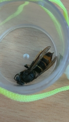 Vespa velutina nigrithorax