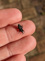 Sphenophorus cariosus