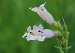 Penstemon gracilis