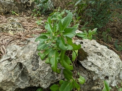 Kalanchoe integra