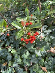 Pyracantha