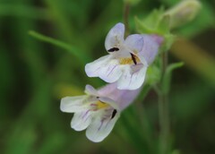 Penstemon gracilis