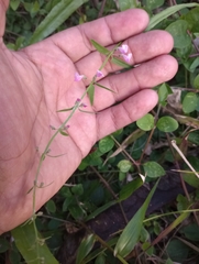 Scutellaria racemosa