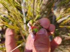 Adenandra uniflora
