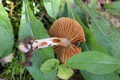 Laccaria proxima
