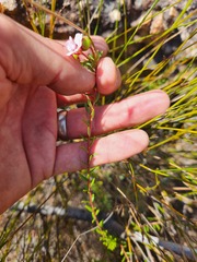 Adenandra uniflora