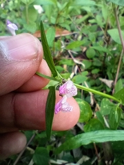 Scutellaria racemosa