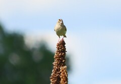 Ammodramus savannarum