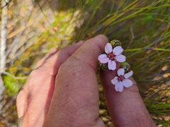 Adenandra uniflora