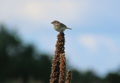 Ammodramus savannarum