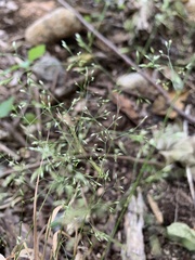 Agrostis perennans