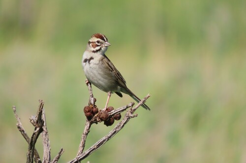 Lark Sparrow, photo 9 of 9