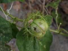 Passiflora vesicaria