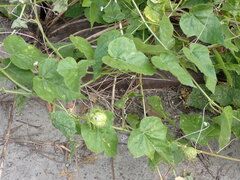 Passiflora vesicaria