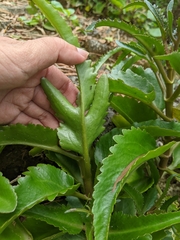 Kalanchoe integra