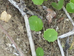 Hydrocotyle verticillata