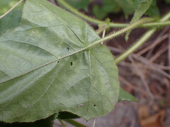 Passiflora vesicaria