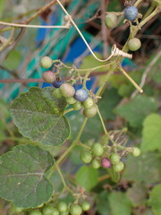 Ampelopsis glandulosa hancei