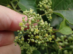 Ampelopsis glandulosa hancei