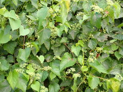 Ampelopsis glandulosa hancei