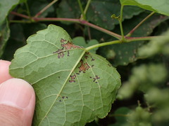 Ampelopsis glandulosa hancei