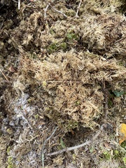 Sphagnum