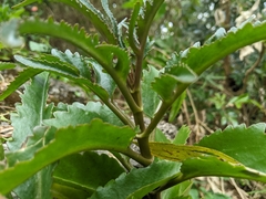 Kalanchoe integra