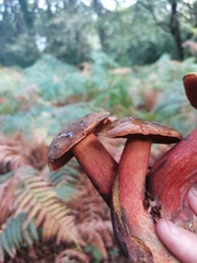 Neoboletus erythropus
