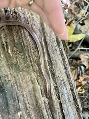 Carphophis amoenus amoenus