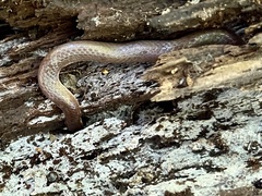 Carphophis amoenus amoenus