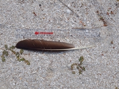 Coragyps atratus