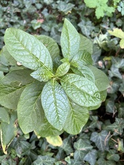 Phytolacca