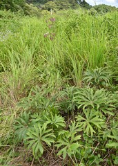Syneilesis hayatae