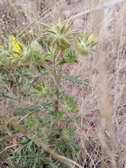 Berkheya pinnatifida