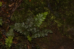 Blechnum fullagari