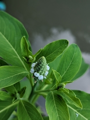 Sphenoclea zeylanica