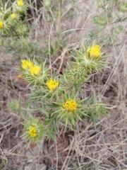 Berkheya pinnatifida