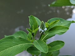 Sphenoclea zeylanica