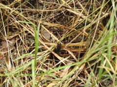 Pseudopaludicola falcipes