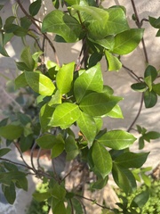 Trachelospermum jasminoides