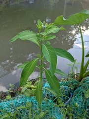 Sphenoclea zeylanica