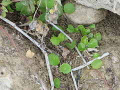 Hydrocotyle verticillata