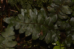 Blechnum fullagari