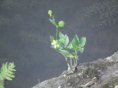 Ranunculus cantoniensis