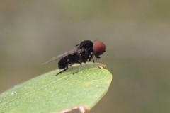 Lindneromyia