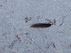Coragyps atratus