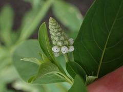 Sphenoclea zeylanica