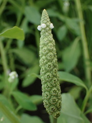 Sphenoclea zeylanica