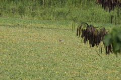 Hydrophasianus chirurgus