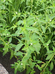 Sphenoclea zeylanica